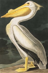 Amerikansk vitpelikan, Pelecanus Erythrorhynchos, från "The Birds of America" av John J. Audubon, pub. 1827-38 av John James Audubon