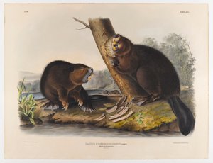 swed av John James Audubon
