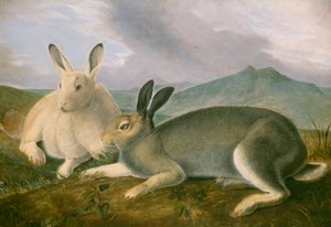 Arctic Hare, ca 1841 (penna och svart bläck med akvarell och oljefärg på papper) av John James Audubon