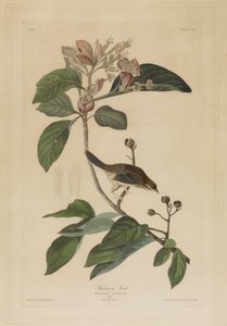 Bachmans fink av John James Audubon