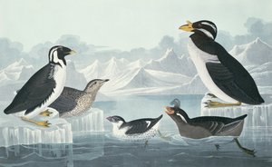 Svartstrupig sillgrissla, näbbfågel, krullfågel, hornnäbb, hämtad från naturen av John James Audubon