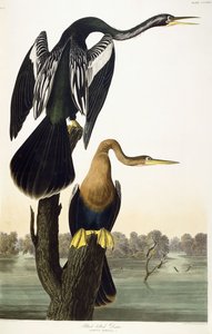 Black-bellied Darter, 1836 av John James Audubon