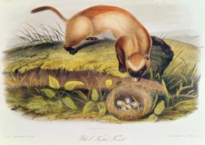 Svartfotad iller från Quadrupeds of North America (1842-5) av John James Audubon
