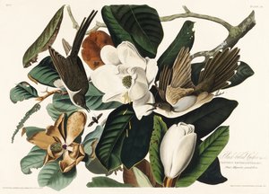 Svartnäbbad gök ur *Birds of America* (1827) av John James Audubon
