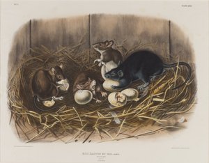 Svart råtta, ca 1845 av John James Audubon