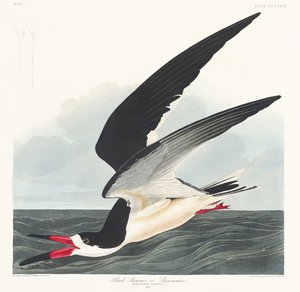 Svart skimmer från *Birds of America* (1827) av John James Audubon