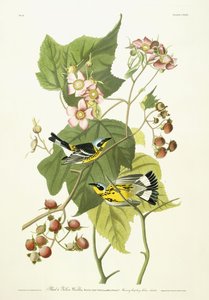Svart och gul sångare och blommande hallon, ca 1826-1838 av John James Audubon