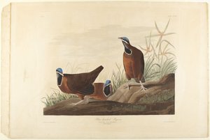 Blåhuvad duva av John James Audubon