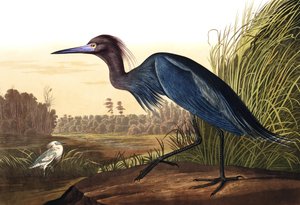 Blue Crane eller Heron, Ardea Coerulea, från "The Birds of America" av John J. Audubon, pub. 1827-38
