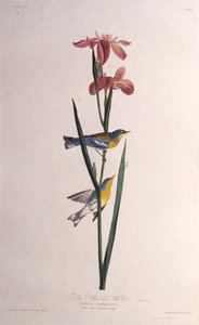 Blå gulryggig sångare. Från The Birds of America, 1827-1838. av John James Audubon