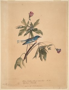 Blågulryggig skogssångare av John James Audubon