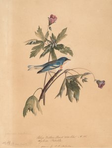 Blågul ryggsångare, 1812. av John James Audubon