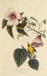 Blåvingad gul sångare. Från The Birds of America, 1827-1838. av John James Audubon