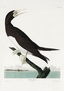 Booby Gannet ur *Birds of America* (1827) av John James Audubon