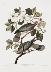 Märkt duva ur *Birds of America* (1827) av John James Audubon