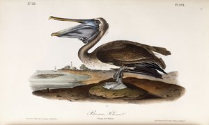 Brun pelikan av John James Audubon