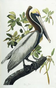 Brun pelikan, 1835 av John James Audubon