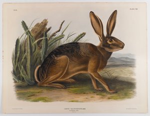 swed av John James Audubon