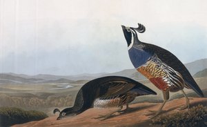Californian Partridge, från 