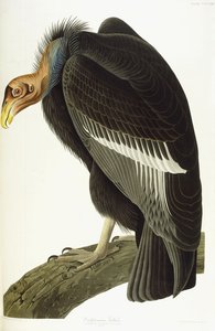 Kalifornisk gam, gammal hane, 1838