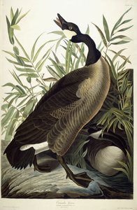 Kanadagås, ca 1827-1838 av John James Audubon