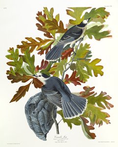 Kanada Jay av John James Audubon