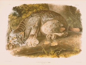 Kanada lodjur av John James Audubon