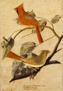 Kardinal Grosbeak av John James Audubon