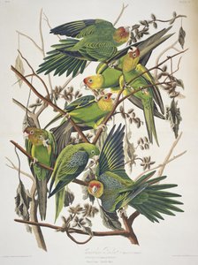 Carolina Parakeet, från "Birds of America" av John James Audubon