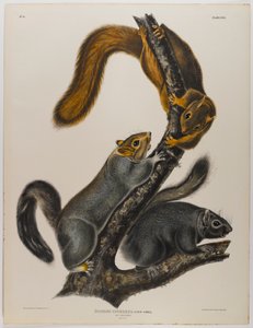 swed av John James Audubon