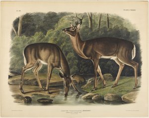 Cervus virginianus, Pennant av John James Audubon