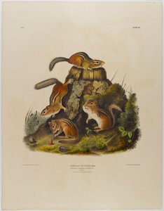 swed av John James Audubon
