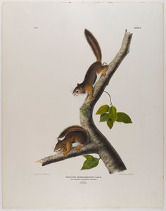 swed av John James Audubon