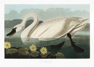 Amerikansk svan Ur *Birds of America* (1827) av John James Audubon