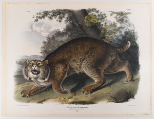 swed av John James Audubon