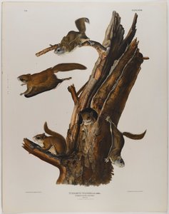 swed av John James Audubon