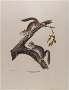 swed av John James Audubon