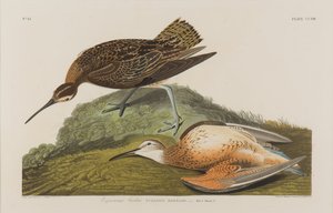 Esquimaux Curlew, 1834 (wc på papper) av John James Audubon