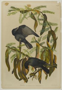 Fish Crow, tryckt av Julien Bien och publicerad av Roe Lockwood & Son, 1861 (kromolitografi) av John James Audubon