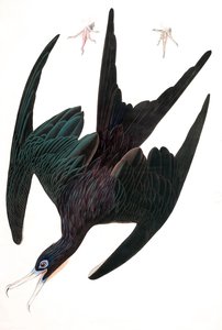 Fregattpelikan, Tachypetes Aquilis, från "The Birds of America" av John J. Audubon, pub. 1827-38 (handfärgad gravyr) av John James Audubon