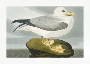 Fulmar från ”Birds of America” (1827) av John James Audubon