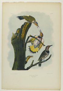 Guldvingad hackspett, tryckt av Julien Bien och publicerad av Roe Lockwood & Son, 1861 (kromolitografi) av John James Audubon