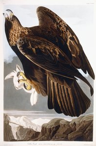 Kungsörn, 1833 av John James Audubon