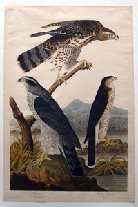 Duvhök, Stanleyhök (nr 29) av John James Audubon