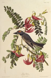 Grå tyrann. Från The Birds of America, 1827-1838. av John James Audubon