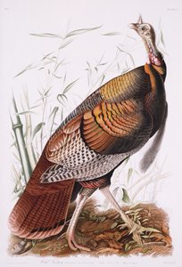 Great American Cock, eller Wild Turkey av John James Audubon