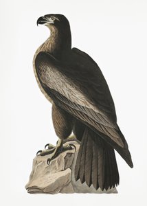 Stor amerikansk havsörn ur *Birds of America* (1827) av John James Audubon