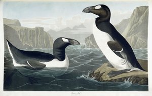 Storfågel, 1836 av John James Audubon