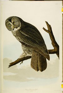 Great Cinereous Owl, från "The Birds of America"