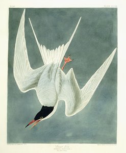 Storsväng, hane, fjäderdräkt, 1836 av John James Audubon